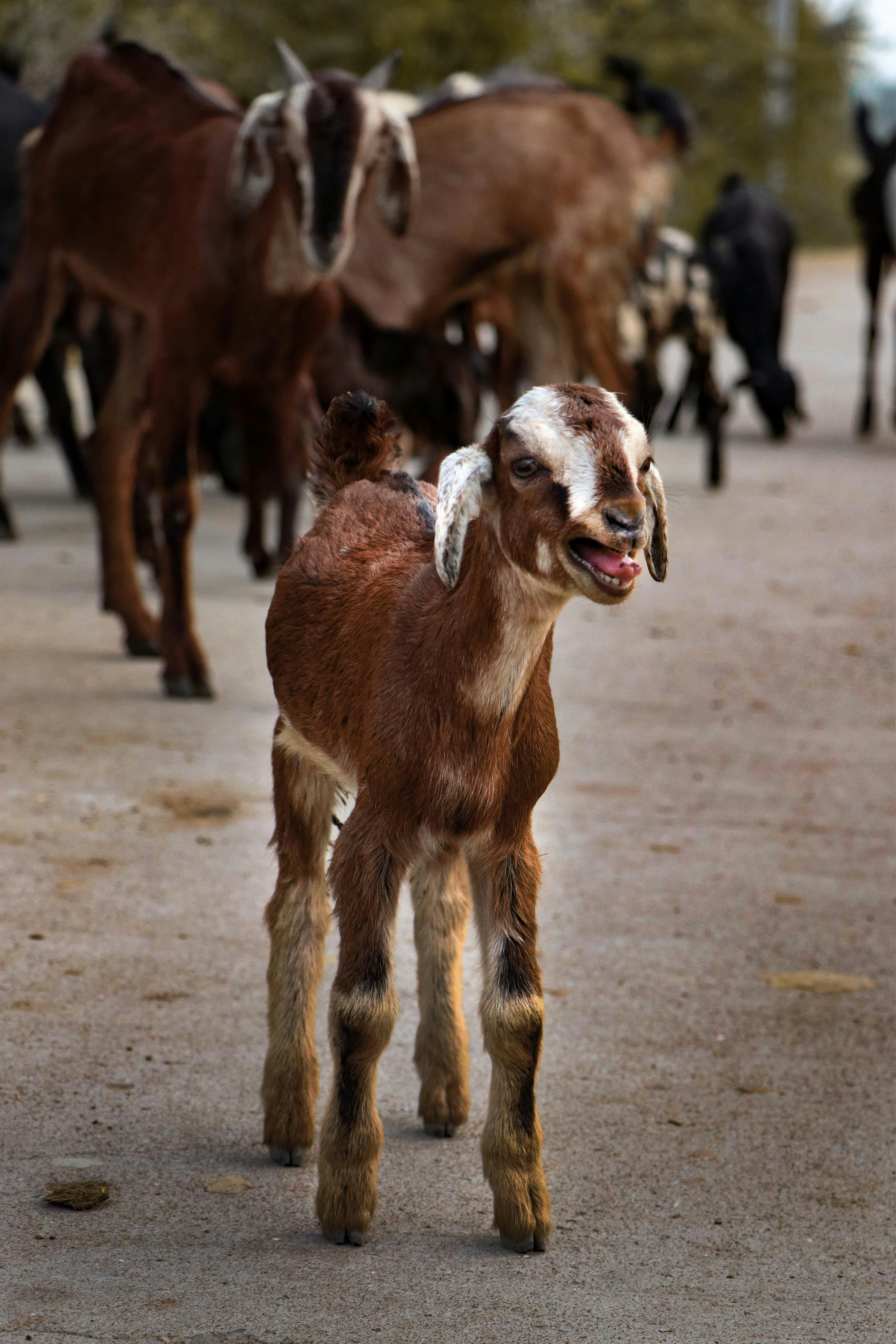 Native Goat