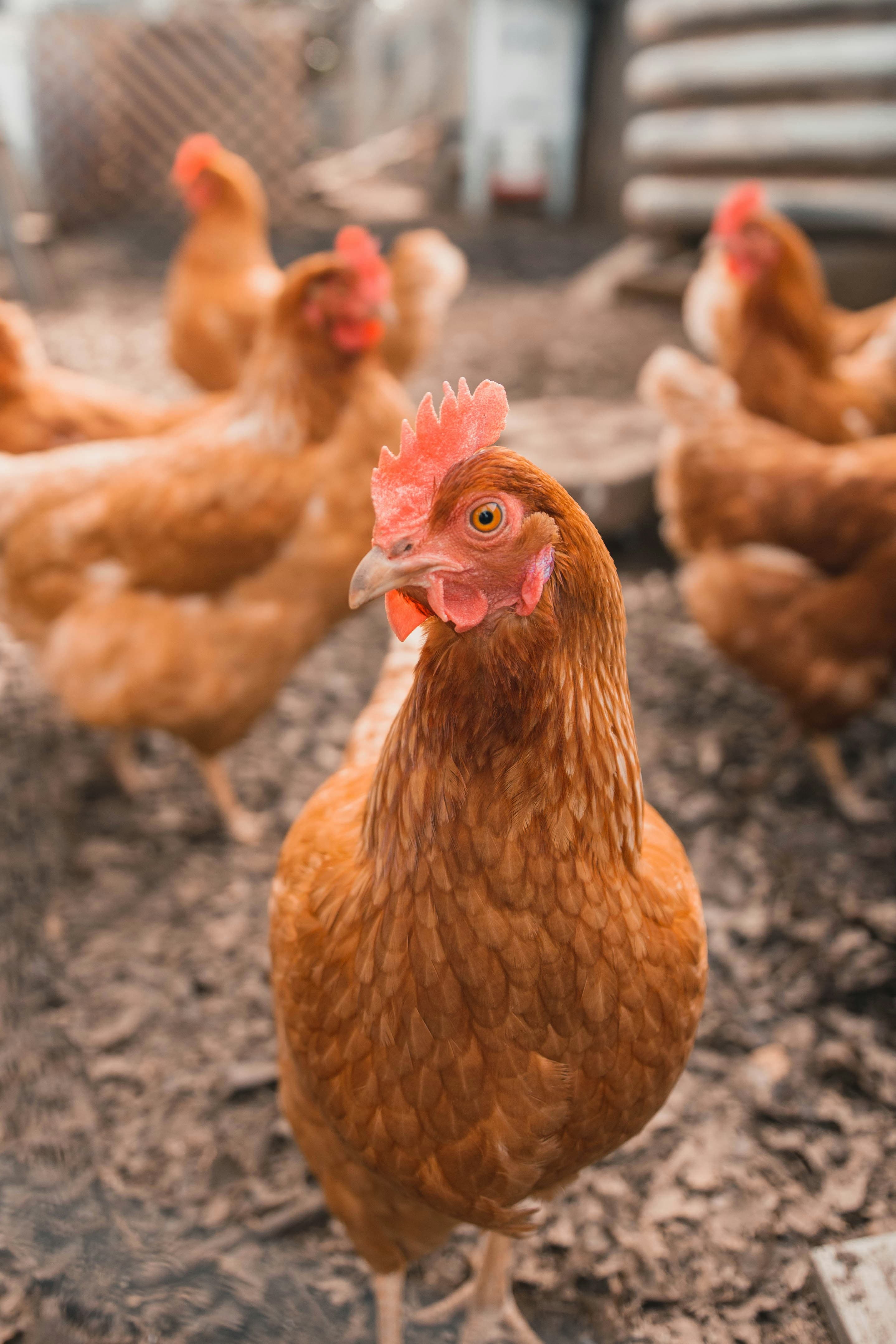 Layer Chicken
