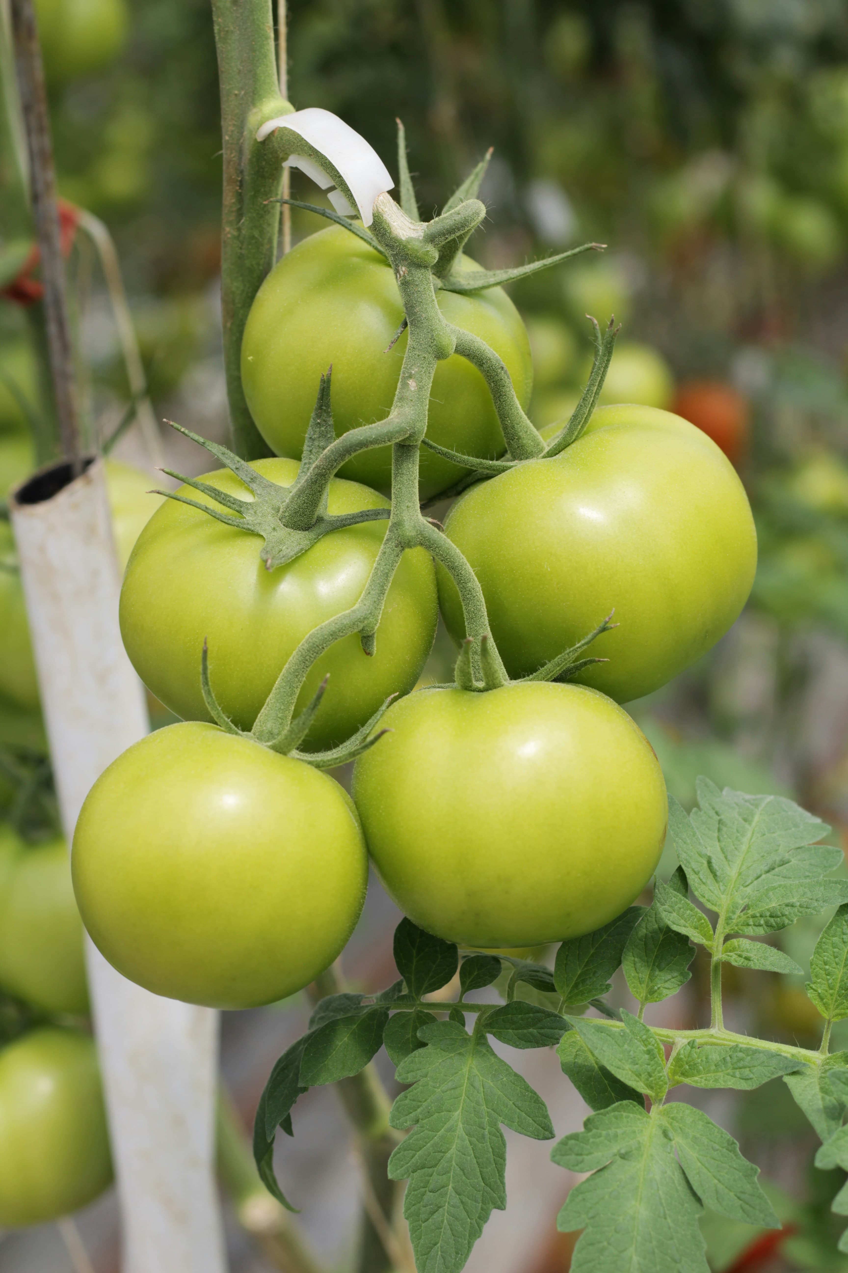 Heirloom Tomato Harvest