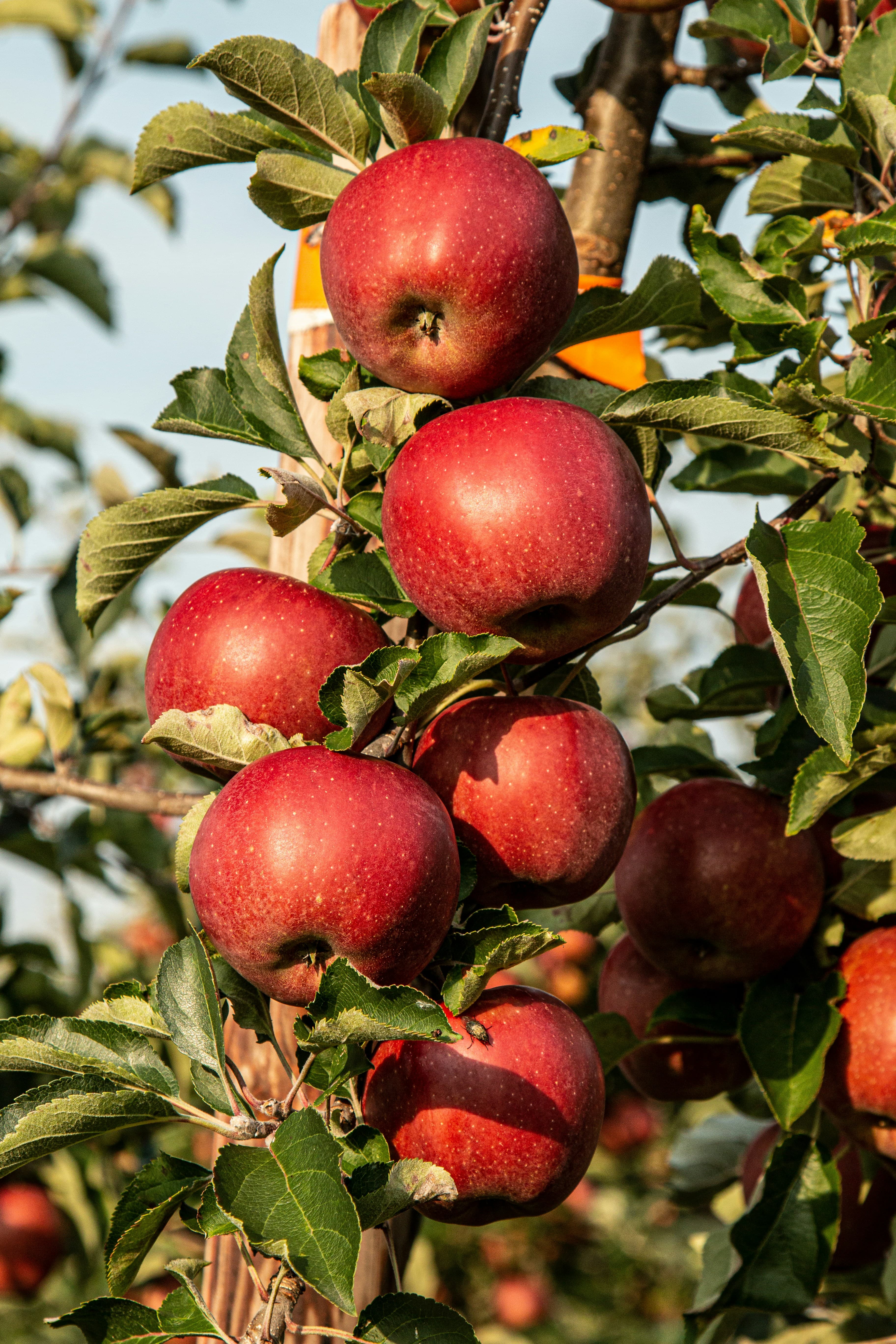 Organic Apple Orchard Pack