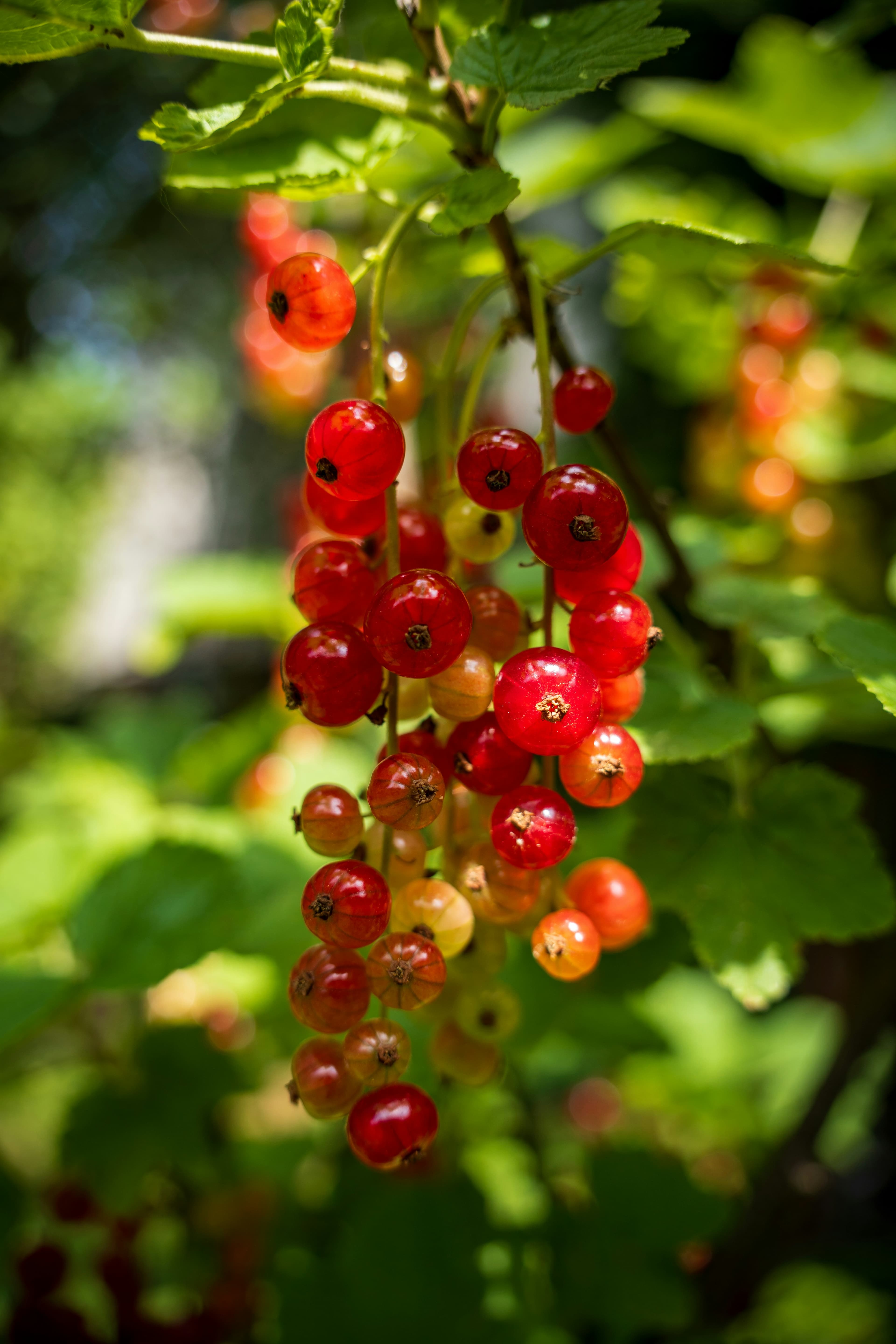 Organic Berries