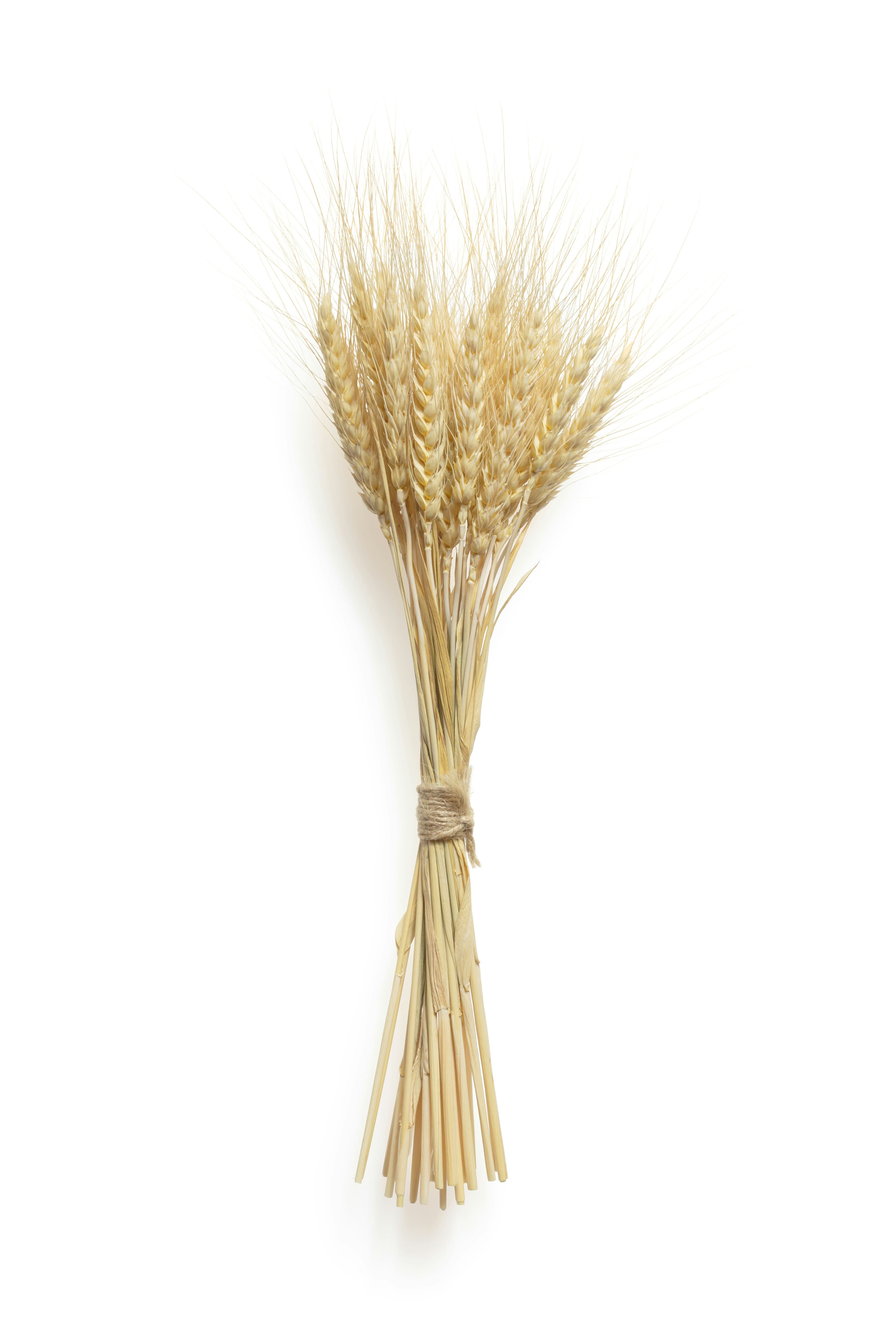 Organic Wheat Bundle